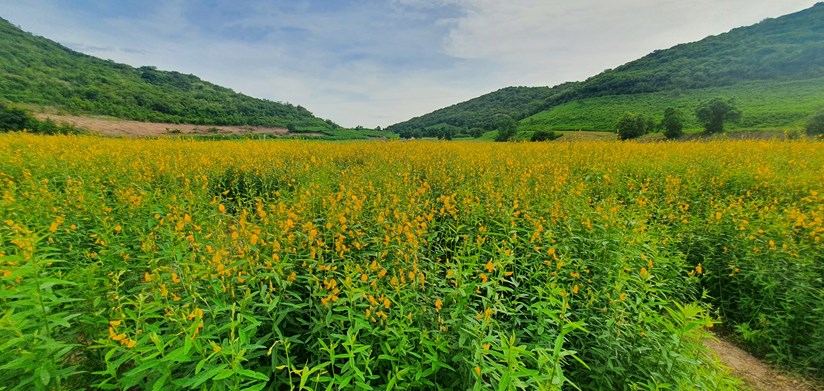 ภาพทุ่งปอเทืองช่วงฤดูหนาว ดอกขึ้นสีเหลืองอร่ามสวยงาม